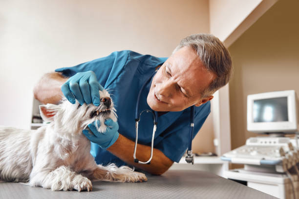 Best Root Canal Emergency Dentist  in White Knoll, SC